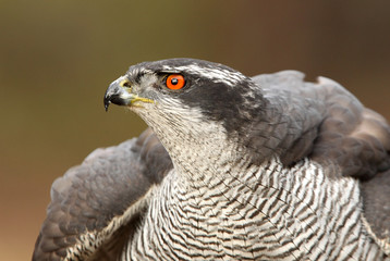 Adult male of Northern goshawk photographed with the last lights of the afternoon, Accipiter gentilis
