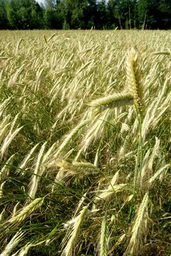 Background of cereal field, close up of cereal field. Tritikale cereal field in summer. Wheat and Rye field in Latvia