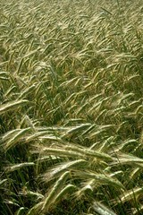Background of cereal field, close up of cereal field. Tritikale cereal field in summer. Wheat and Rye field in Latvia