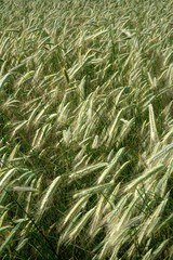 Background of cereal field, close up of cereal field. Tritikale cereal field in summer. Wheat and Rye field in Latvia