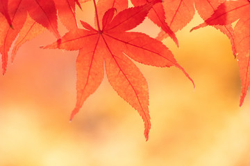 紅葉の葉、黄色く色づいたモミジを背景に真っ赤に染まる