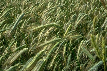 Background of cereal field, close up of cereal field. Tritikale cereal field in summer. Wheat and Rye field in Latvia