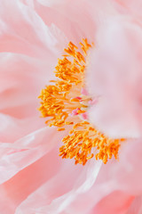 Fototapeta premium Photographie macro et pivoine