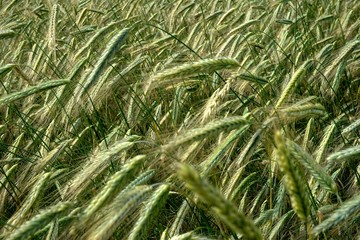 Background of cereal field, close up of cereal field. Tritikale cereal field in summer. Wheat and Rye field in Latvia