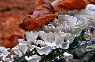 grzyby na pniu © MAYAVADA