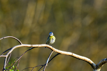 Mésange bleue
