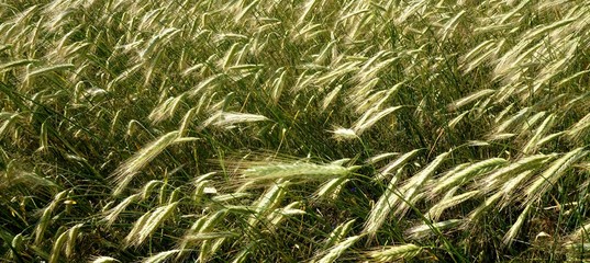Background of cereal field, close up of cereal field. Tritikale cereal field in summer. Wheat and Rye field in Latvia