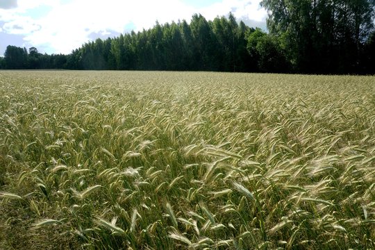 Background of cereal field, close up of cereal field. Tritikale cereal field in summer. Wheat and Rye field in Latvia