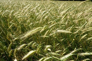 Background of cereal field, close up of cereal field. Tritikale cereal field in summer. Wheat and Rye field in Latvia