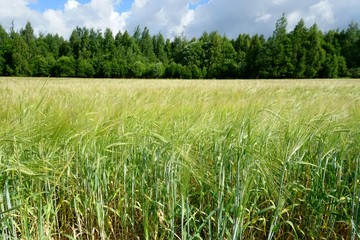 Background of cereal field, close up of cereal field. Tritikale cereal field in summer. Wheat and Rye field in Latvia