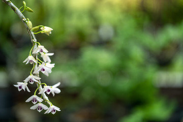 Fototapeta premium Beautiful blossom Dendrobium orchid in garden.