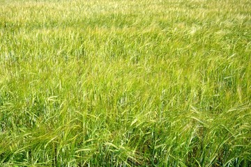 Background of cereal field, close up of cereal field. Tritikale cereal field in summer. Wheat and Rye field in Latvia