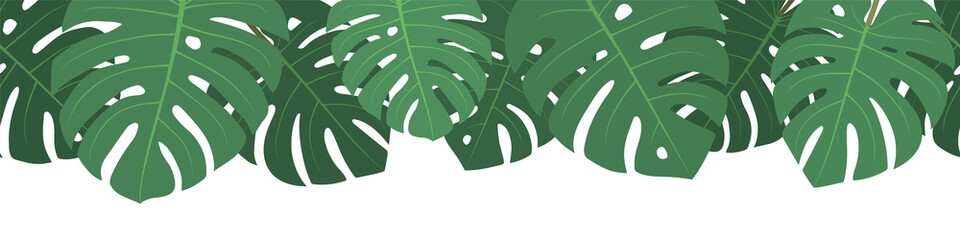 Vector seamless summer monstera leaves on white background. © Jan