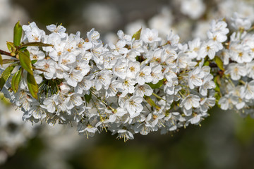 Wildkirsche in voller Blüte