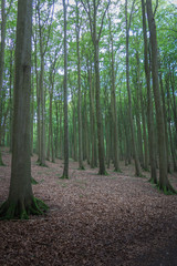 Buchenwald im Nationalpark Jasmund auf der Insel Rügen an der Ostsee