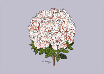Vector Illustration of Flowers, Peony