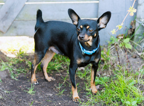 A black dog with a blue collar of a toy terrier breed walks
