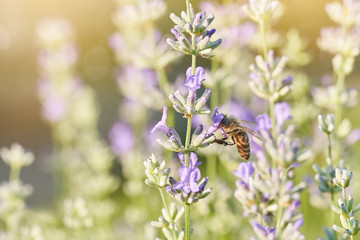 Bee on Lavender flower. Defocused nature flowers background.
