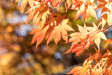 緑の森を背景に赤く色づき始めた紅葉の葉