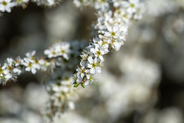 Weißdornbusch in voller Blüte