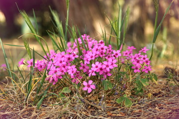 A shrub of tiny pink flowers in the forest