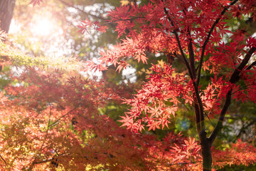 紅葉の葉、緑の森を背景に赤く色づき始めたモミジと射し込む光