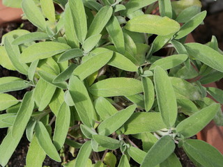 Viele frische grüne Salbei-Blätter an einer Salbei-Pflanze