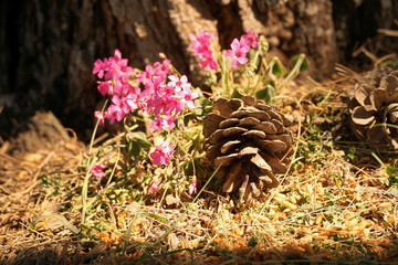 Scenes from the forest, an old pine cone near the bush of pink flowers, lighted by the sun