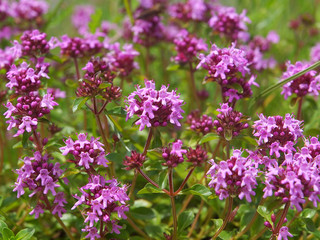 Purple flowers of Breckland thyme, Thymus serpyllum