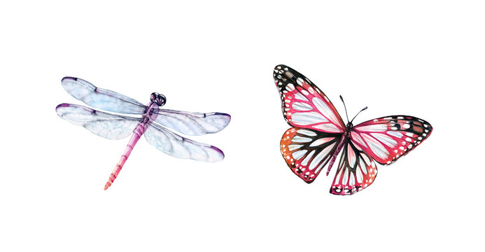Watercolor dragonfly and butterfly. Realistic insect painting isolated on white. Detailed wings and purple body. Hand painted set of summer illustrations