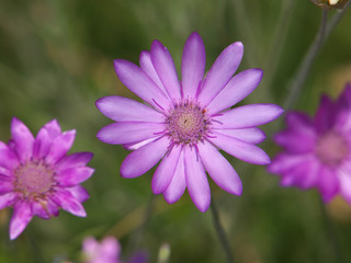 Obraz premium Pink flower of annual everlasting or immortelle