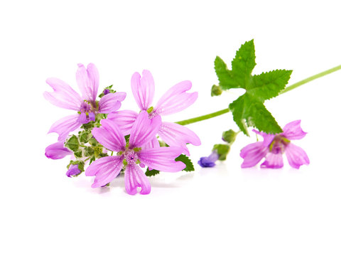 Common Mallow plant with pink flowers and leaves, Malva sylvestris