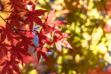 Fototapeta na wymiar 紅葉の葉、緑の森を背景に赤く色づき始める