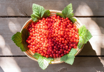Wicker basket filled by plenty of red currant with leaves on a sun light flecks on wooden rustic table background