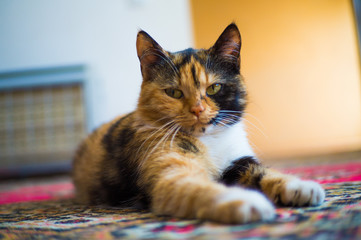 Tricolor domestic cat with green eyes at home.