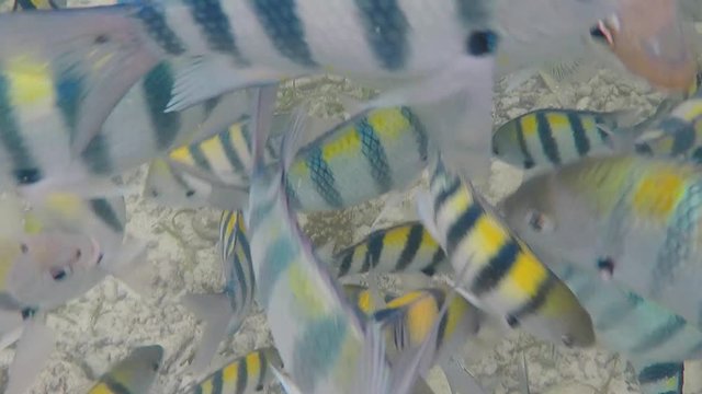 Olango reef, Philippines, best snorkeling. Underwater. Fish.