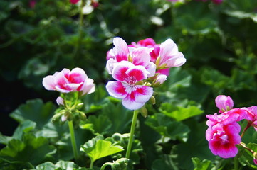 Fototapeta na wymiar Pink geranium flowers in a garden