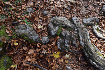 Wurzeln einer Buche