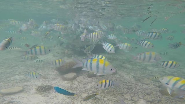 Olango reef, Philippines, best snorkeling. Underwater. Fish.