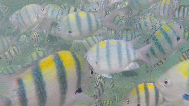 Olango reef, Philippines, best snorkeling. Underwater. Fish.