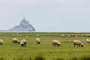 Mouton