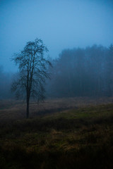 Fototapeta na wymiar foggy autumn