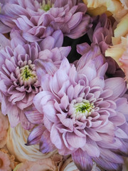 Flower bouquet of fresh hydrangea (Hortensia), roses, chrysanthemum, eustoma, carnations