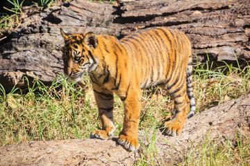 A Sumatran tiger cub standing on a log. Photographed at Taronga Zoo, Sydney, Australia