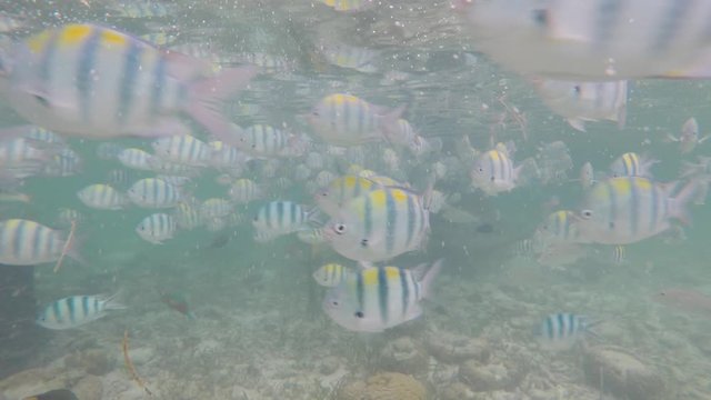 Olango reef, Philippines, best snorkeling. Underwater. Fish.