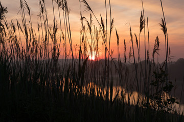 Fototapeta na wymiar Sonnenaufang über dem Fluss Weser mit Schilf im Vordergrund