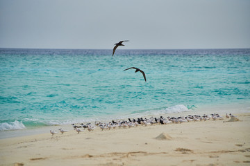 Seagulls on a desert island in Maldives