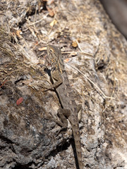 Oriental garden lizard, Calotes versicolor, in the rocky wadi Hinna desert. Oman.