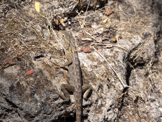 Oriental garden lizard, Calotes versicolor, in the rocky wadi Hinna desert. Oman.
