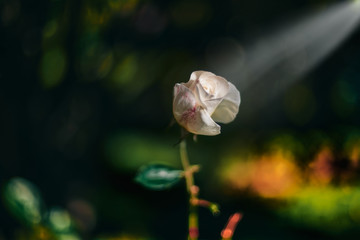 white rose and a light of hope